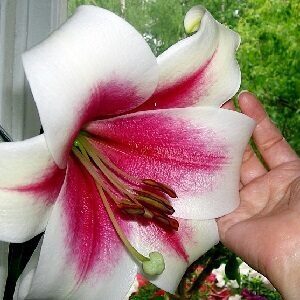 Lilija LO TRIUMPHATOR 3 gab Junior